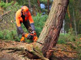 Best Stump Grinding and Removal  in Portsmouth, VA